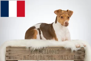 Read more about the article Brazilian Terrier breeders and puppies in France