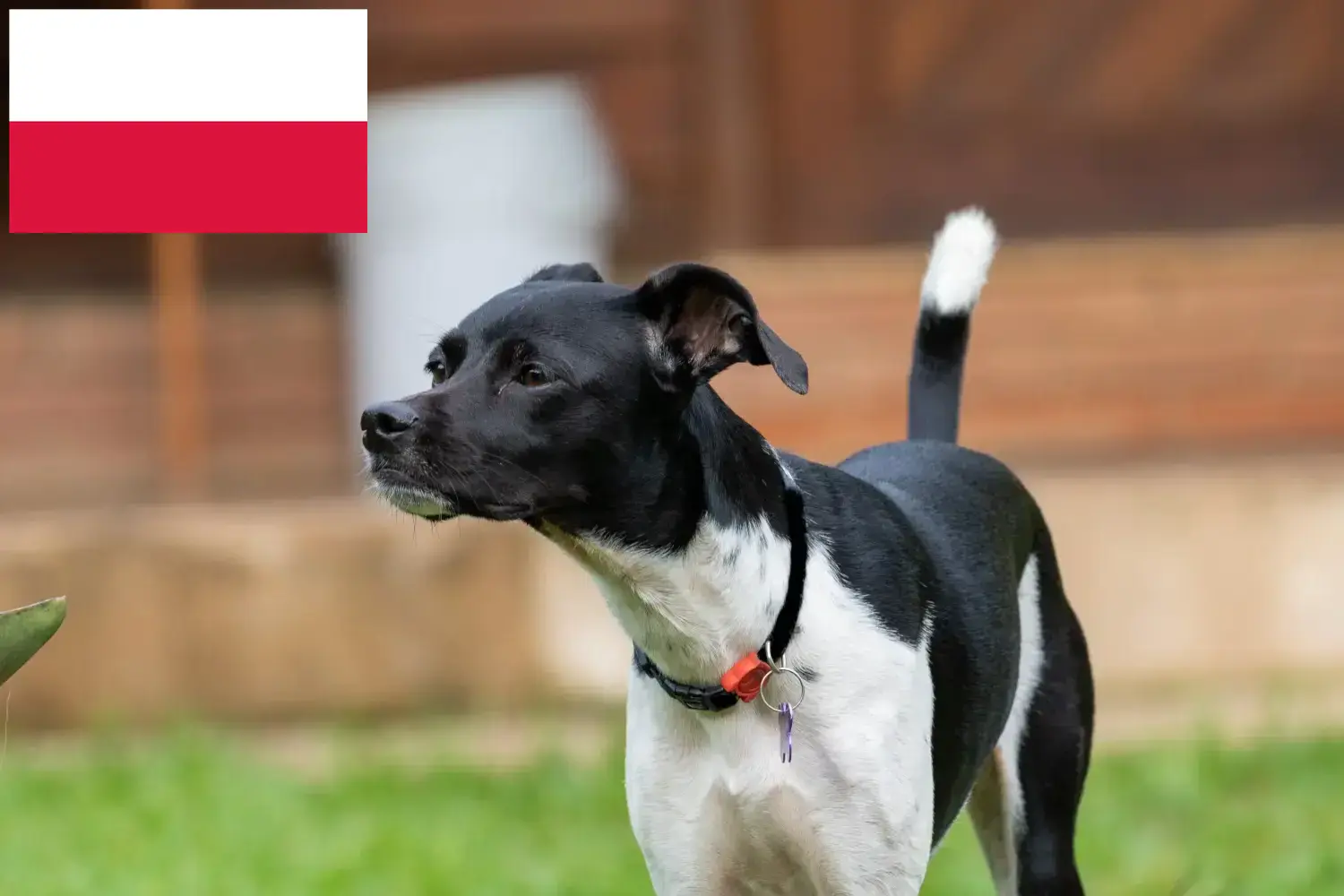 Read more about the article Brazilian Terrier breeders and puppies in Poland