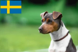 Read more about the article Brazilian Terrier breeders and puppies in Sweden