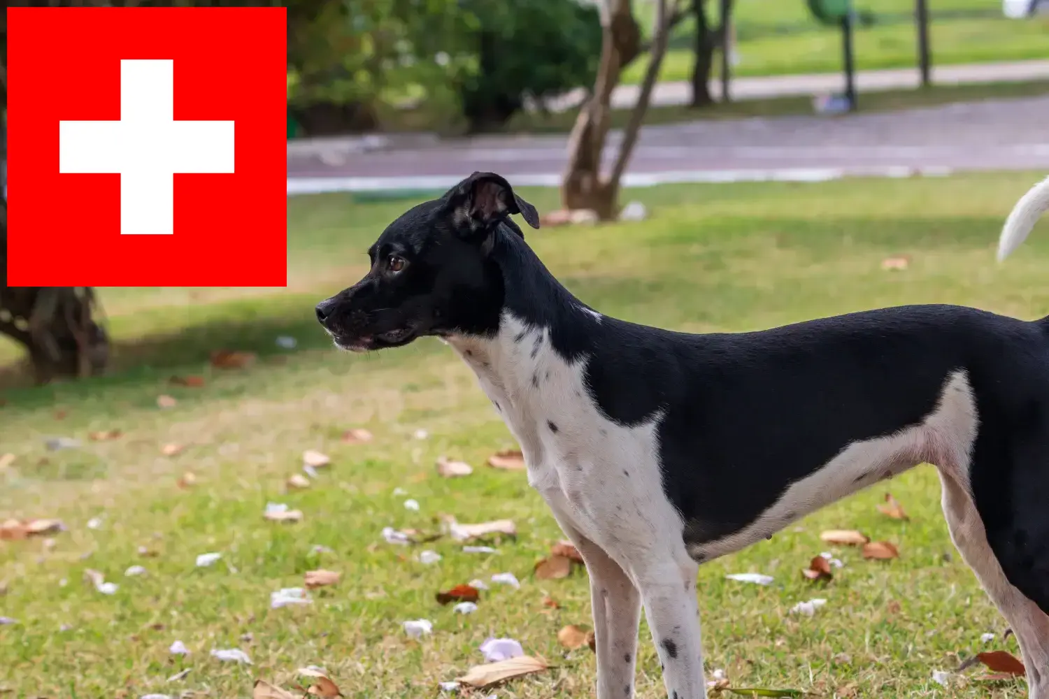 Read more about the article Brazilian Terrier breeders and puppies in Switzerland