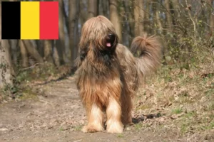 Read more about the article Briard breeders and puppies in Belgium