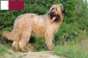 Read more about the article Briard breeders and puppies in Qatar