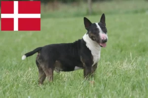 Read more about the article Bull Terrier breeders and puppies in Denmark