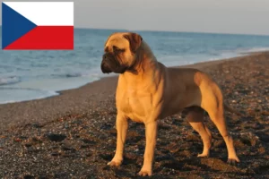 Read more about the article Bullmastiff breeders and puppies in the Czech Republic