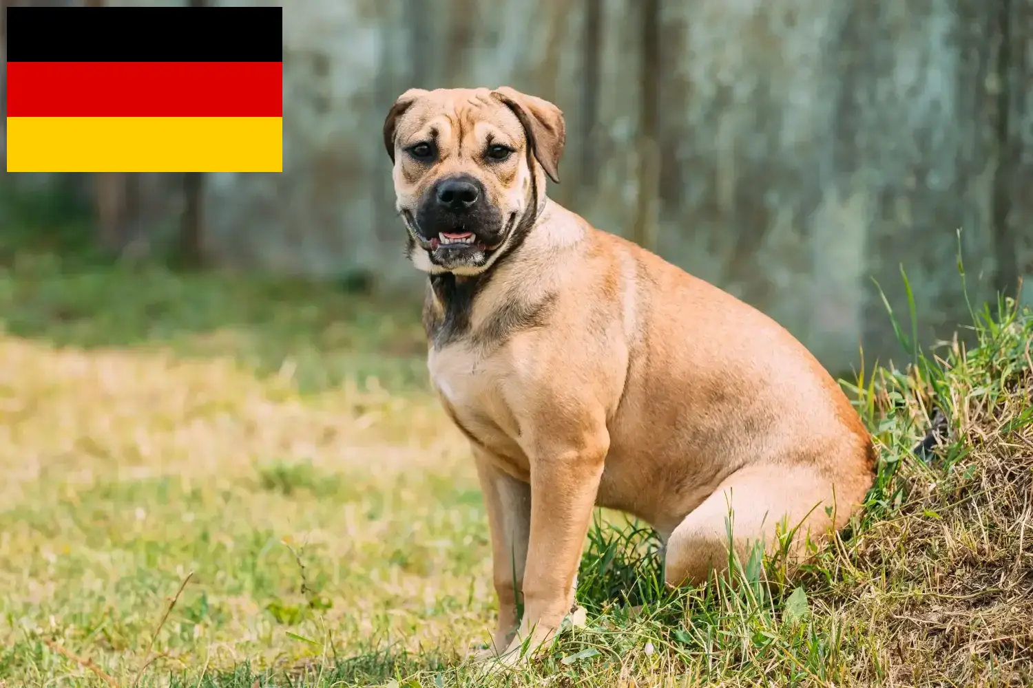 Read more about the article Ca de Bou breeders and puppies in Germany