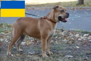 Read more about the article Ca de Bou breeders and puppies in Ukraine