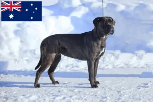 Read more about the article Cane Corso Italiano breeders and puppies in Australia