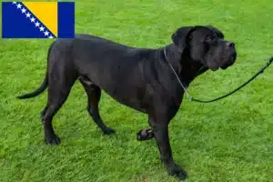 Read more about the article Cane Corso Italiano breeders and puppies in Bosnia and Herzegovina