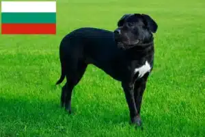 Read more about the article Cane Corso Italiano breeders and puppies in Bulgaria