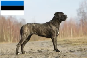 Read more about the article Cane Corso Italiano breeders and puppies in Estonia