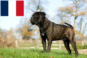 Read more about the article Cane Corso Italiano breeders and puppies in France