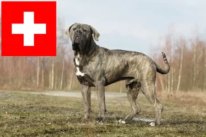 Read more about the article Cane Corso Italiano breeders and puppies in Switzerland