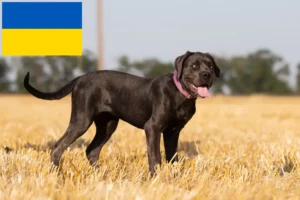 Read more about the article Cane Corso Italiano breeders and puppies in Ukraine