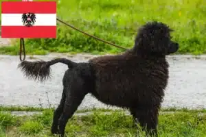 Read more about the article Cão de Agua português breeders and puppies in Austria