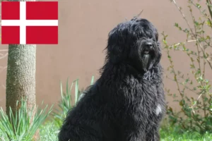 Read more about the article Cão de Agua português breeders and puppies in Denmark