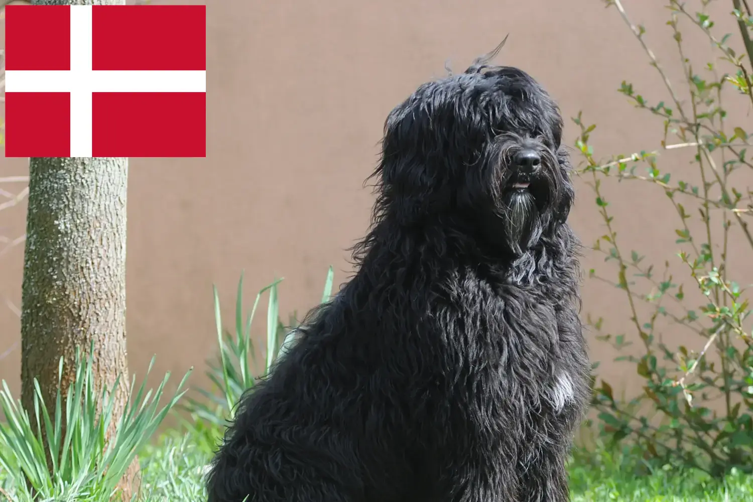 Read more about the article Cão de Agua português breeders and puppies in Denmark