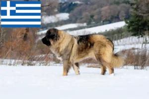 Read more about the article Caucasian Shepherd Dog Breeder and Puppies in Greece