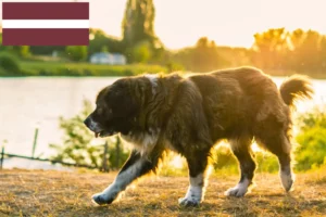 Read more about the article Caucasian Shepherd Dog Breeder and Puppies in Latvia