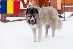 Read more about the article Caucasian Shepherd Dog Breeder and Puppies in Romania