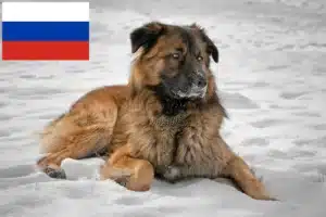 Read more about the article Caucasian Shepherd Dog Breeders and Puppies in Russia