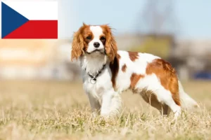Read more about the article Cavalier King Charles Spaniel breeders and puppies in the Czech Republic