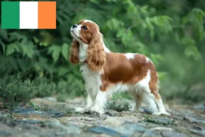 Read more about the article Cavalier King Charles Spaniel breeders and puppies in Ireland