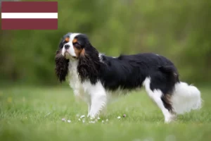 Read more about the article Cavalier King Charles Spaniel breeders and puppies in Latvia