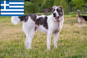 Read more about the article Central Asian Shepherd Dog Breeder and Puppies in Greece