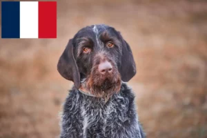 Read more about the article Český fousek breeders and puppies in France