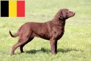 Read more about the article Chesapeake Bay Retriever breeders and puppies in Belgium