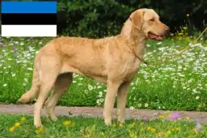 Read more about the article Chesapeake Bay Retriever breeders and puppies in Estonia