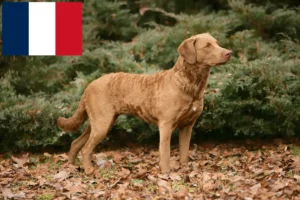 Read more about the article Chesapeake Bay Retriever breeders and puppies in France