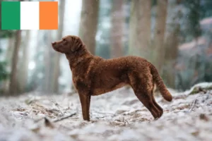 Read more about the article Chesapeake Bay Retriever breeders and puppies in Ireland