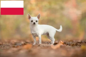 Read more about the article Chihuahua breeders and puppies in Poland