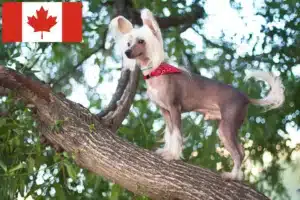 Read more about the article Chinese Crested Dog breeders and puppies in Canada