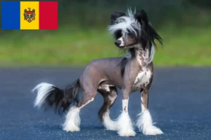 Read more about the article Chinese Crested Dog breeders and puppies in Moldova