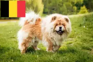 Read more about the article Chow-Chow breeders and puppies in Belgium