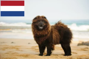 Read more about the article Chow-Chow breeders and puppies in the Netherlands