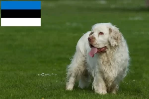 Read more about the article Clumber Spaniel breeders and puppies in Estonia