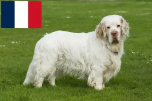 Read more about the article Clumber Spaniel breeders and puppies in France
