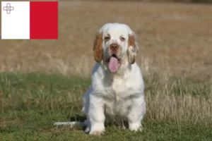 Read more about the article Clumber Spaniel breeders and puppies in Malta