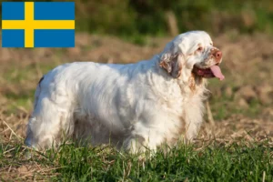 Read more about the article Clumber Spaniel breeders and puppies in Sweden
