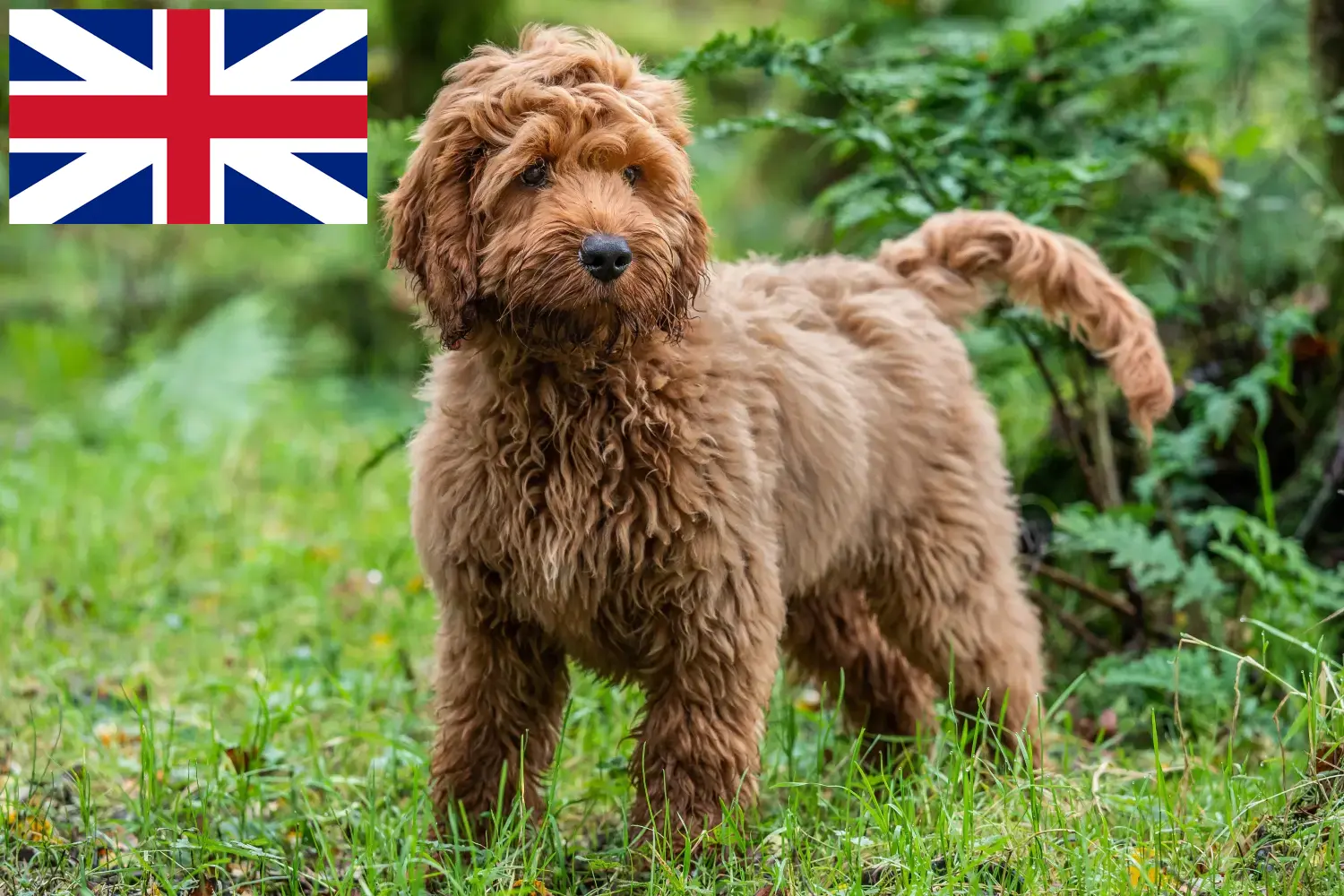 Read more about the article Cockapoo breeders and puppies in Great Britain