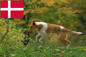 Read more about the article Collie breeders and puppies in Denmark