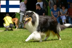 Read more about the article Collie breeders and puppies in Finland