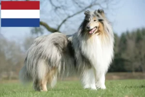 Read more about the article Collie breeders and puppies in the Netherlands