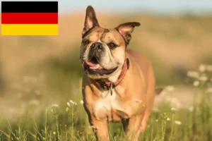 Read more about the article Continental Bulldog breeders and puppies in Germany