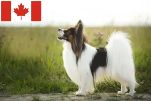 Read more about the article Continental Miniature Spaniel Breeder and Puppies in Canada