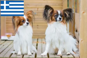 Read more about the article Continental Dwarf Spaniel Breeder and Puppies in Greece