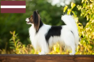 Read more about the article Continental Dwarf Spaniel Breeder and Puppies in Latvia